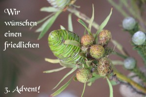 MisGrosi -Kinderbetreuung 3. Advent