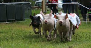 MisGrosi Kinderbetreuung Events